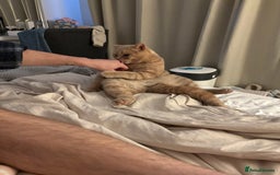 British Shorthair cats for sale: Our wonderful boy, Ferguson for sale  - Advert 4