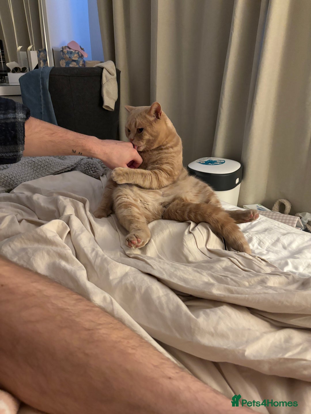 British Shorthair cats for sale: Our wonderful boy, Ferguson for sale  - Advert 4