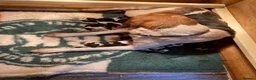 Beagle dogs for sale: Beagle puppy’s  in Doncaster - Advert 3