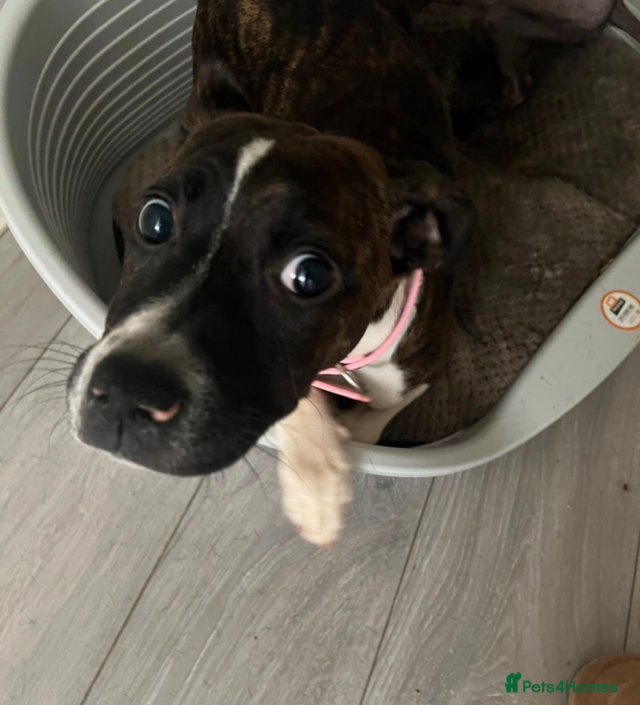 Mixed Breed dogs Staffordshire Bull Terrier x American Bulldog Pup - Advert 1