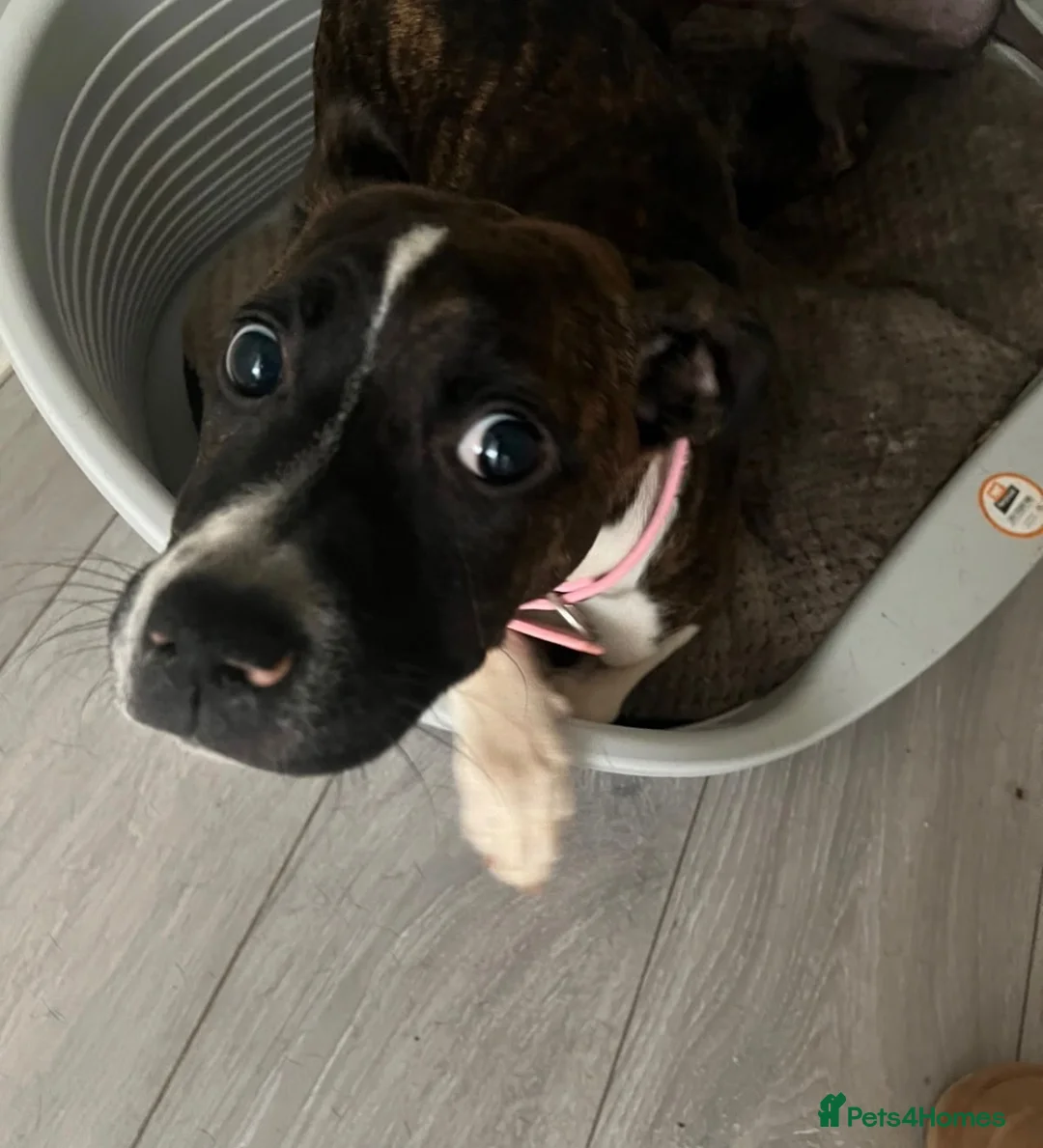 Mixed Breed dogs for sale: Staffordshire Bull Terrier x American Bulldog Pup in Manchester - Advert 1