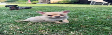 Chihuahua 1