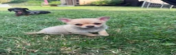 Chihuahua dogs for sale: 🌸Beautiful Chihuahua Puppies 🌸 - Advert 2