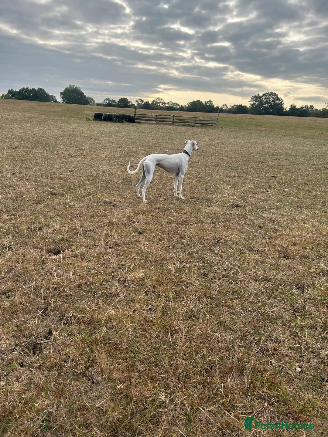 Lurcher dogs for sale: Deerhound x greyhound / saluki x greyhound  - Advert 2