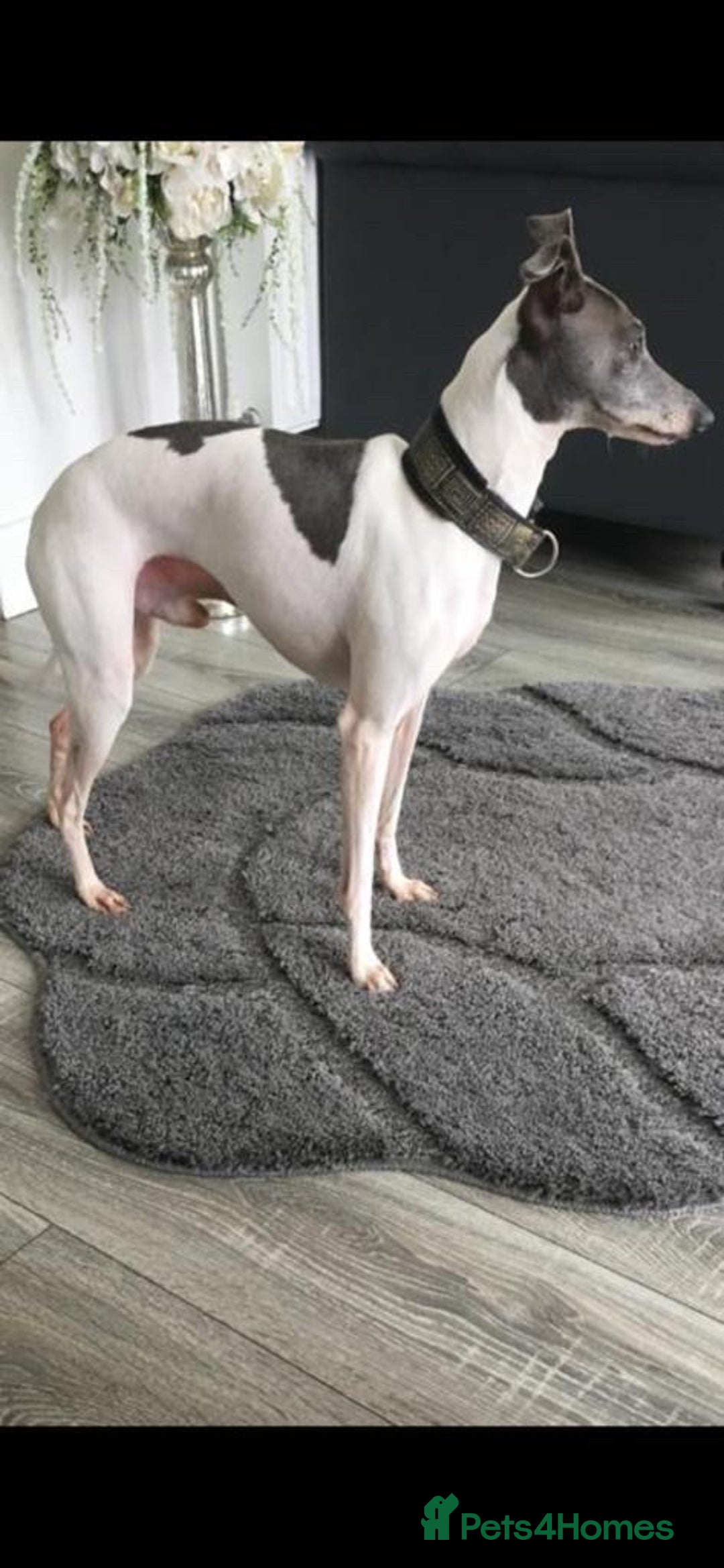 Italian Greyhound dogs for sale: Stud dog forsale - Advert 1