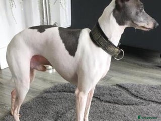 Italian Greyhound dogs Stud dog forsale - Advert 1