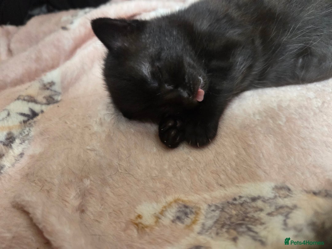 Mixed Breed cats for sale: Only boy left - Image 3