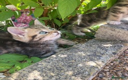 Siberian cats for sale: Persian/Siberian kittens - Image 15