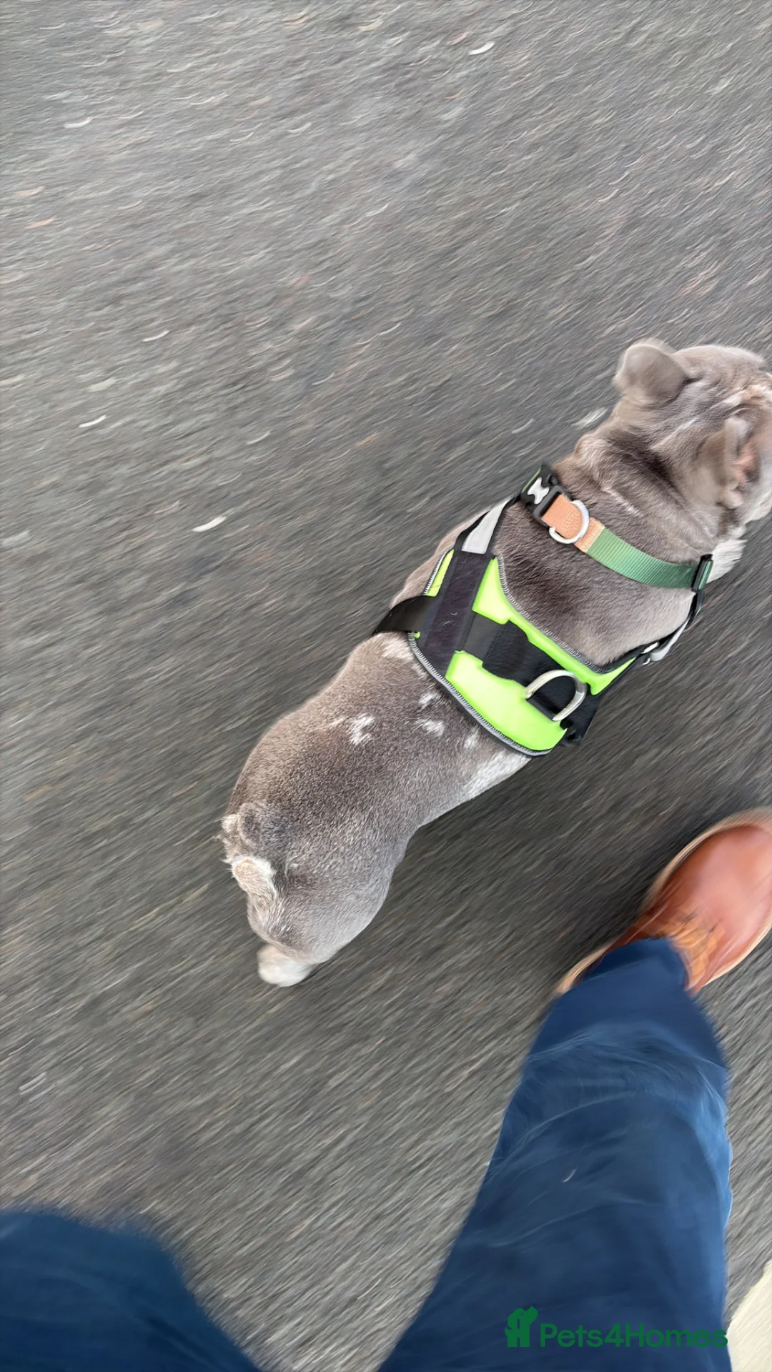 French Bulldog dogs for sale: 2 year old French Bulldog in Coalville - Advert 2