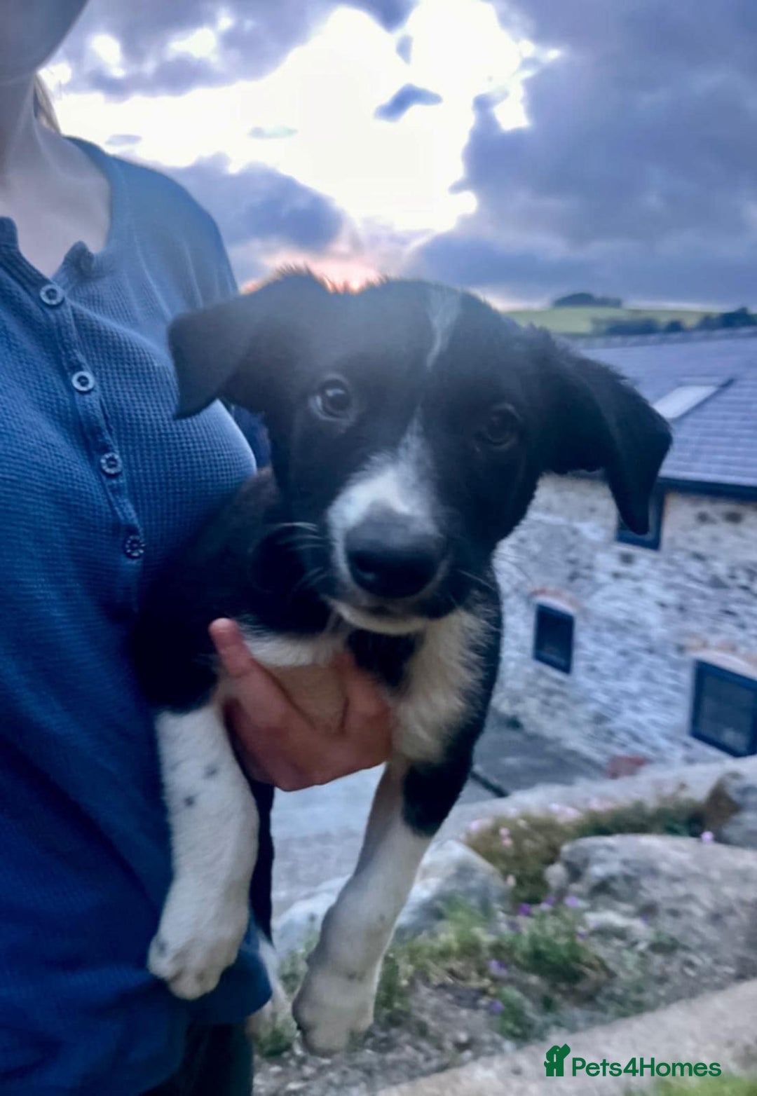 Border Collie dogs for sale: Gorgeous Farm bred sheepdog puppies - Image 4
