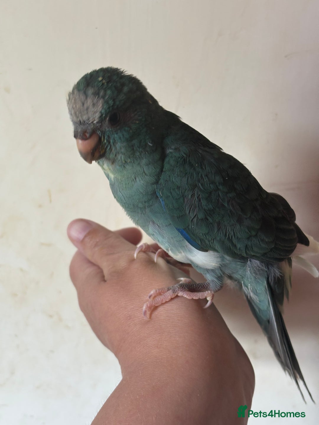 Parakeets birds for sale: Hand reared kakariki - Image 4