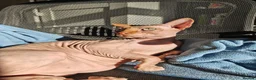 Sphynx cats for sale: Loving 4-Year-Old Neutered Sphynx in London - Advert 7