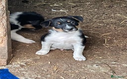 Mixed Breed dogs for sale: Border Jack Puppies (Border Collie X Jack Russel) - Image 3