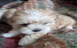 Mixed Breed dogs for sale: Lhasa Apso puppies in Kent - Image 7