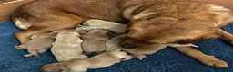 Labrador Retriever dogs for sale: Fox Red Labrador puppies with working lines in Horsham - Advert 9
