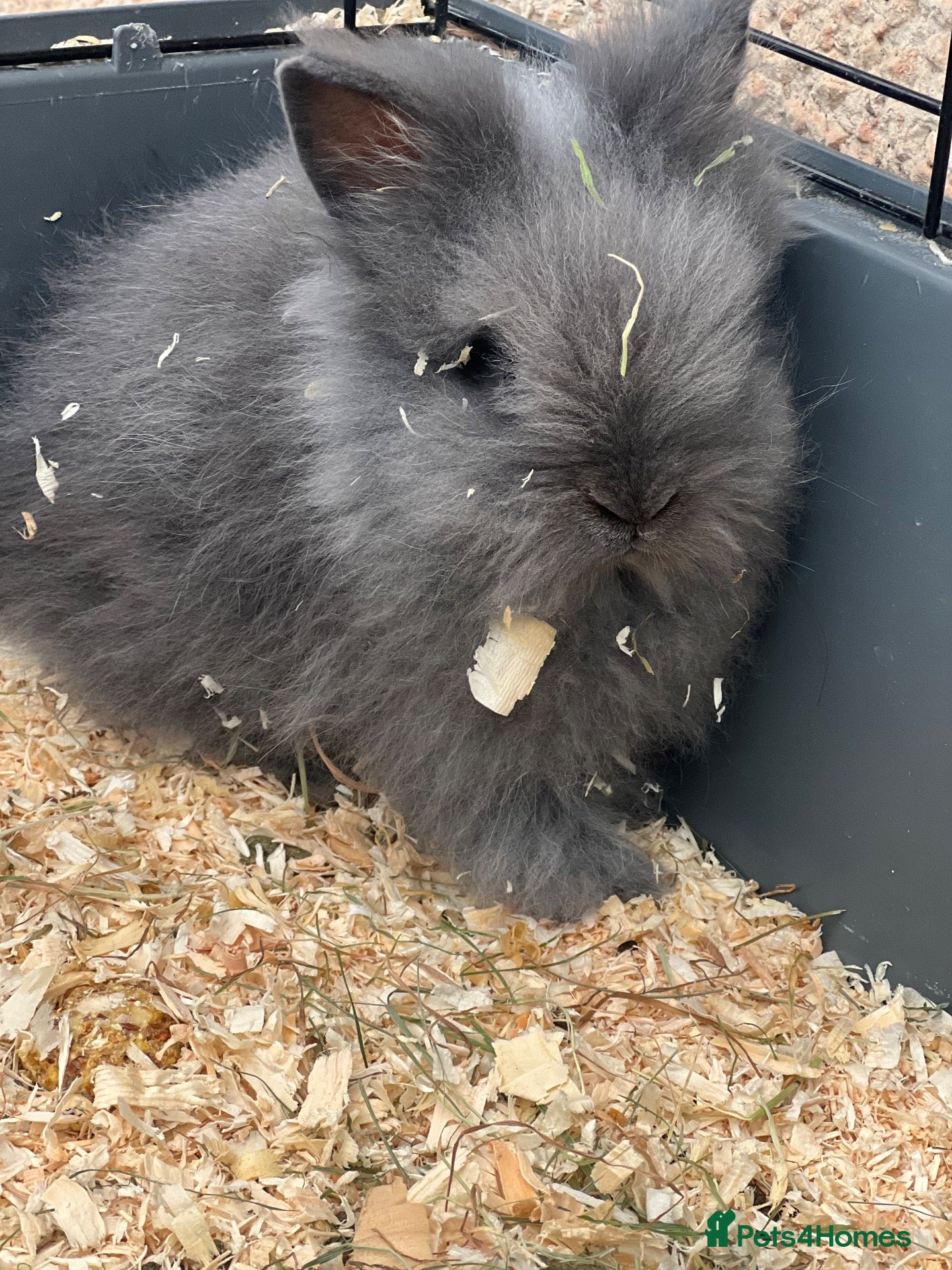 Lionhead rabbits Beautiful Double Lionhead Baby Rabbits  - Advert 1