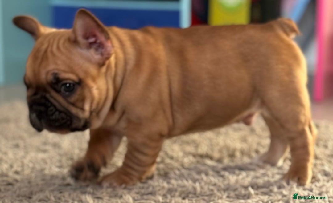 French Bulldog dogs for sale:  AMAZING PUPS  - Advert 29