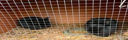 Netherland Dwarf rabbits for sale: Two black male Netherlands dwarfs - Advert 6
