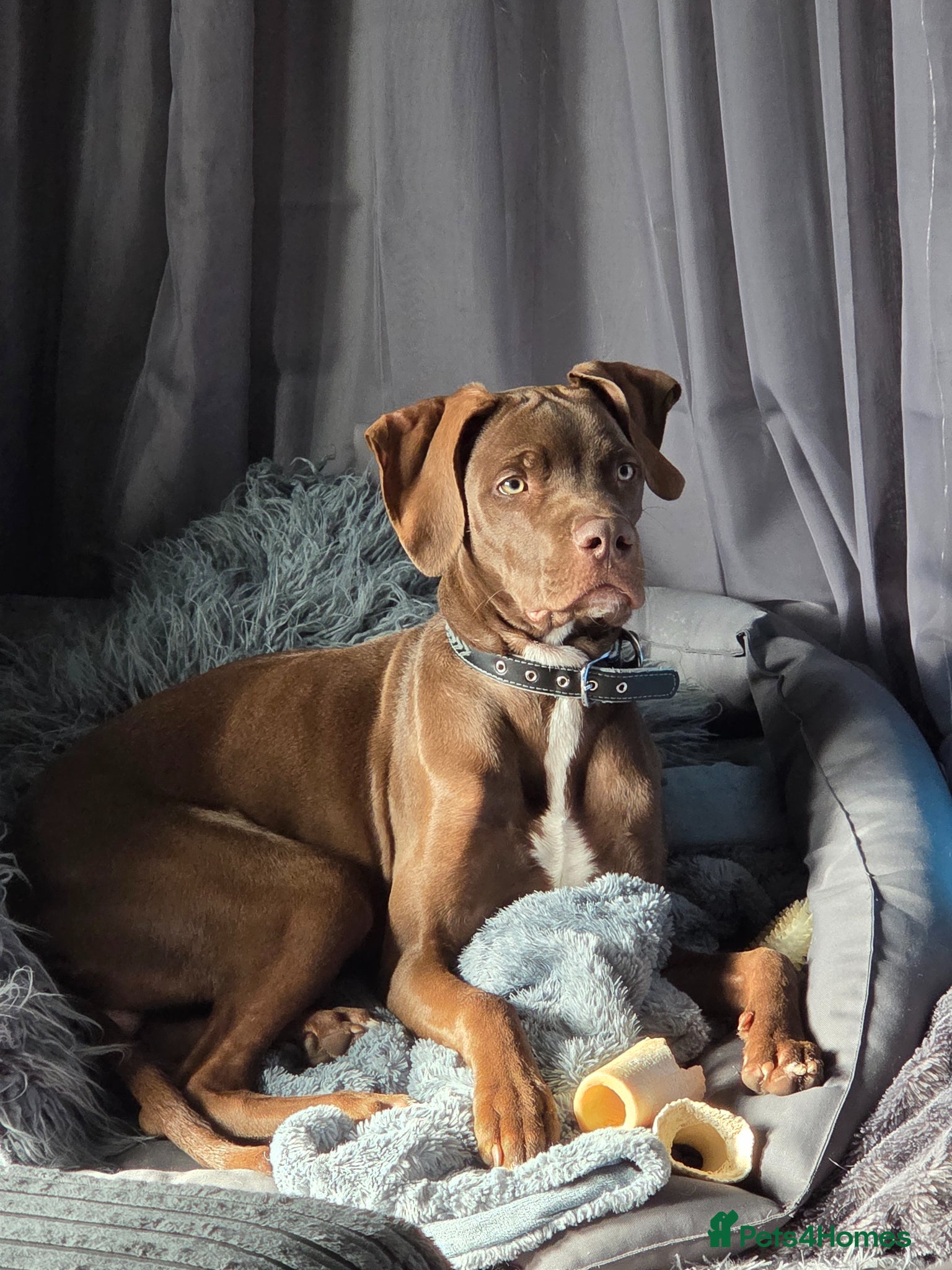 Mixed Breed dogs Beautiful boy - Advert 2