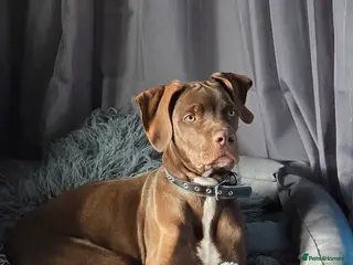 Mixed Breed dogs Beautiful boy - Advert 2