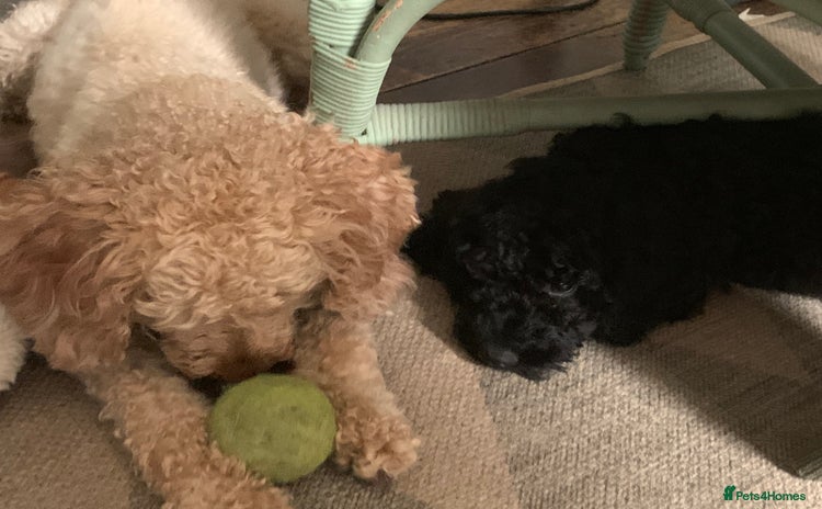 Miniature Poodle dogs - Advert 1