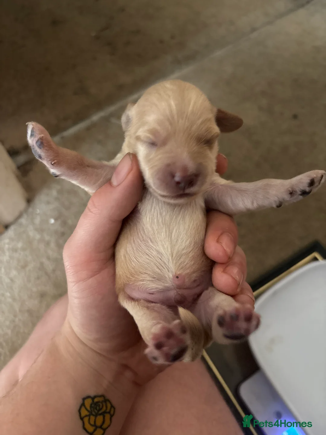 Mixed Breed dogs for sale: 5 star bred- Cream Miniature sprocker-poos!  - Advert 2