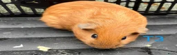 Guinea Pig rodents for sale: Baby Californian guinea pigs for sale  - Advert 5