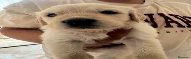 Goldador Puppy 6