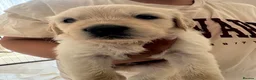 Goldador dogs for sale: Goldador puppies first litter - Advert 7