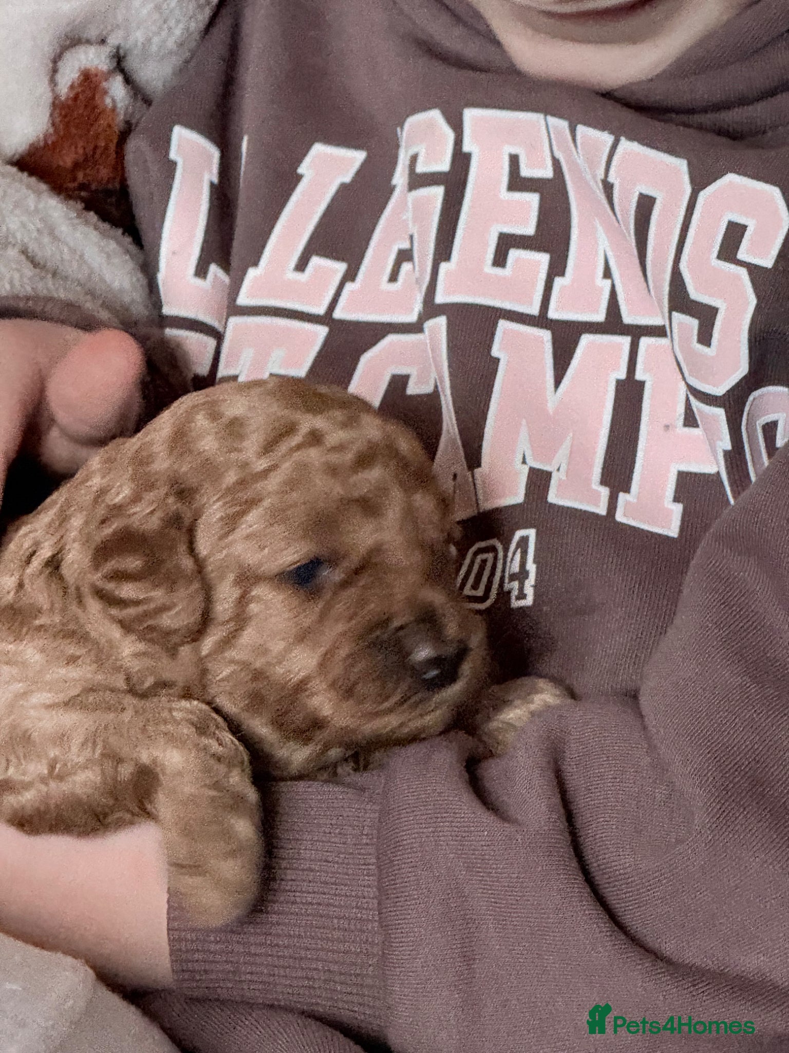 Cavapoo dogs Cavapoo puppies F1B - Advert 1