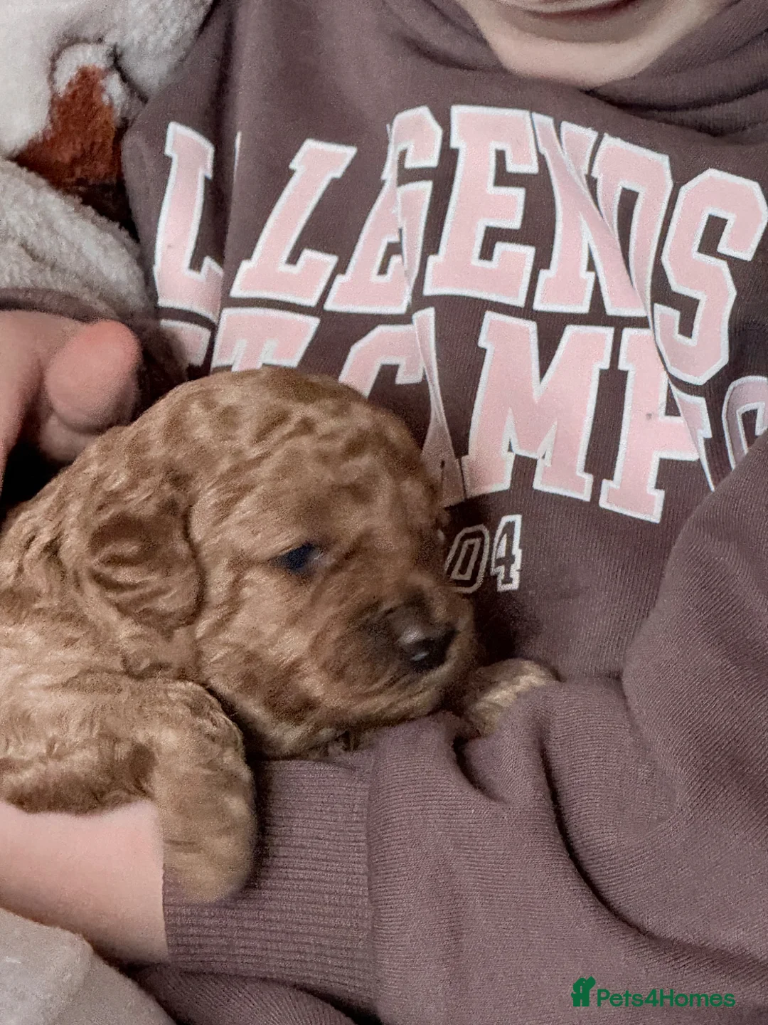 Cavapoo dogs for sale: Cavapoo puppies F1B - Advert 1