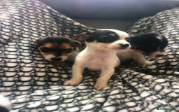 Jack Russell dogs for sale: Jack russell - Image 7