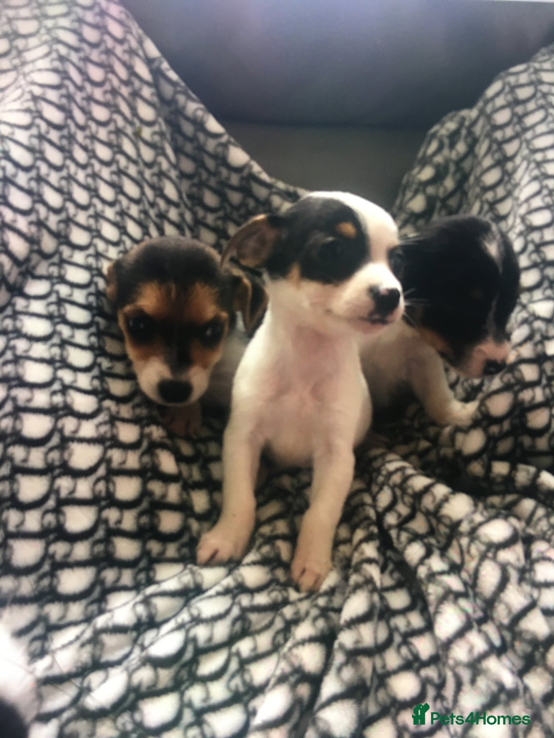 Jack Russell dogs for sale: Jack russell - Image 7