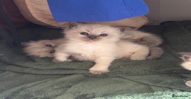 Ragdoll cats - Advert 6