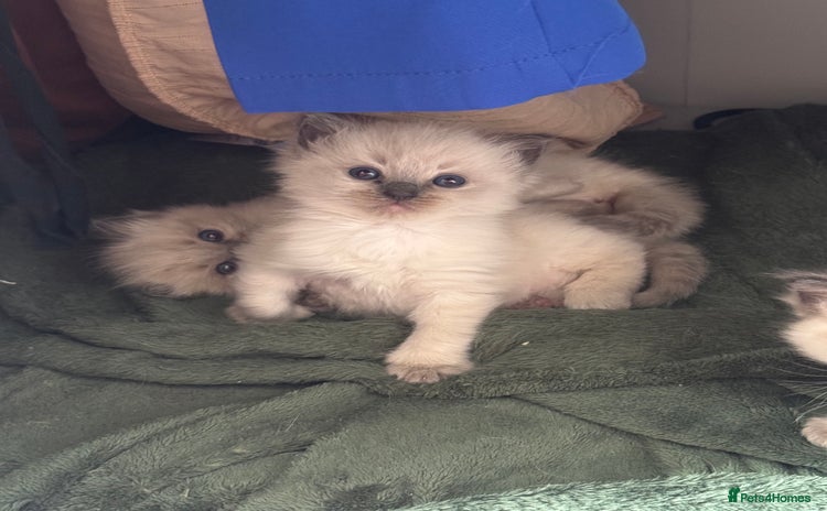 Ragdoll cats - Advert 1