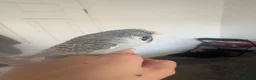 Budgerigars birds for sale: blue/zebra print budgie in Sunderland - Advert 2
