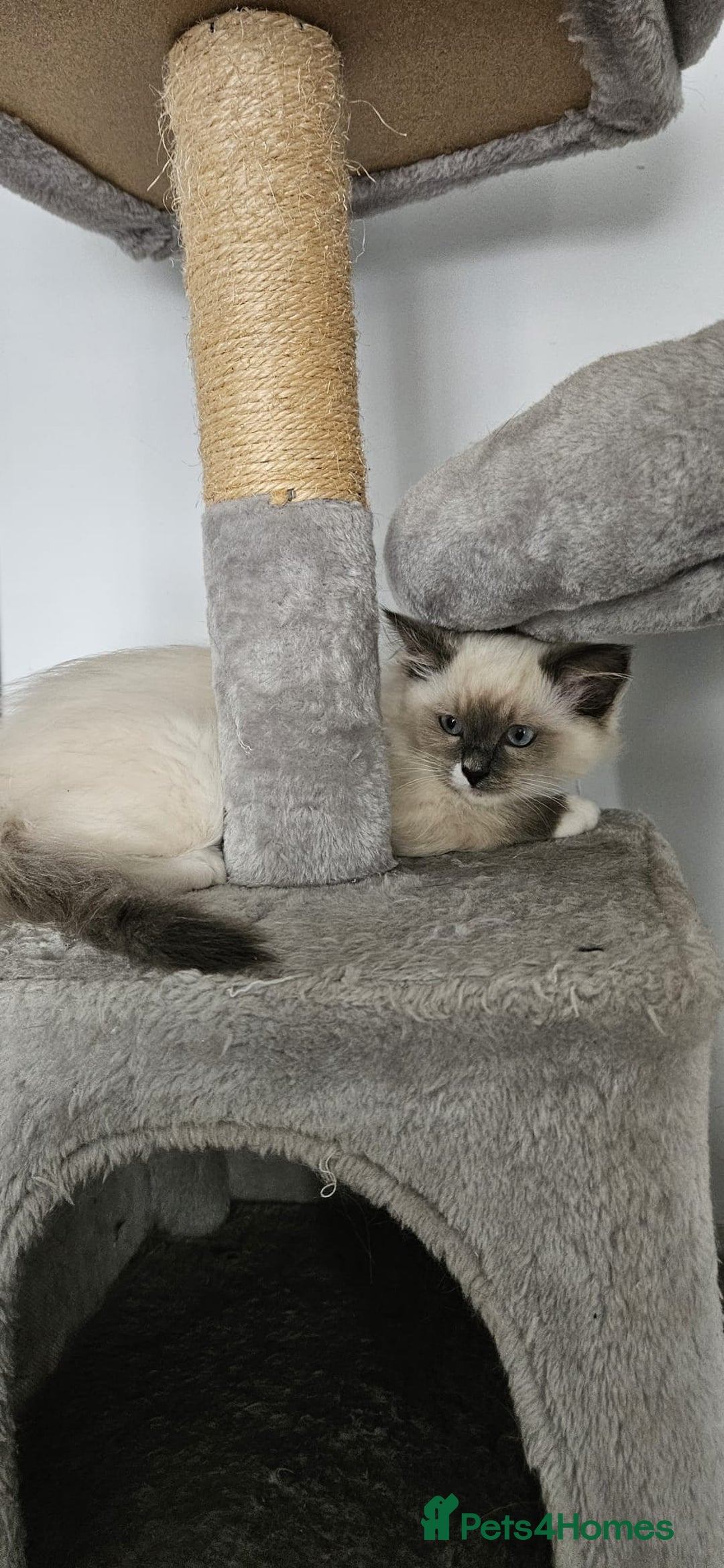 Ragdoll cats for sale: Last stunning ragdoll kitten available now - Image 13