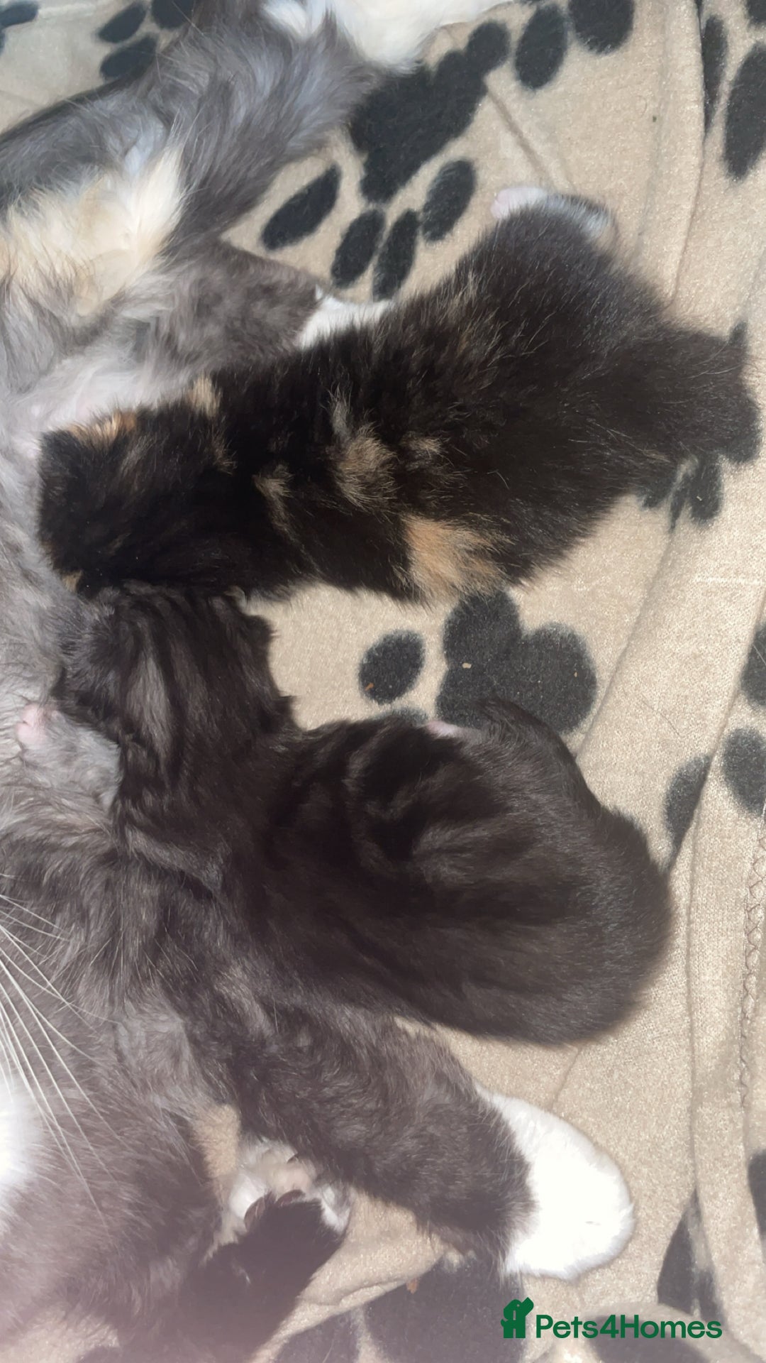 Maine Coon cats for sale: Maine coon and long haired domestic  - Image 4