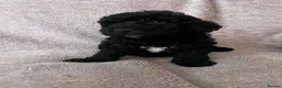 Cockapoo dogs for sale: Gorgeous Cockapoo Puppies 🐾 in Gravesend - Advert 16