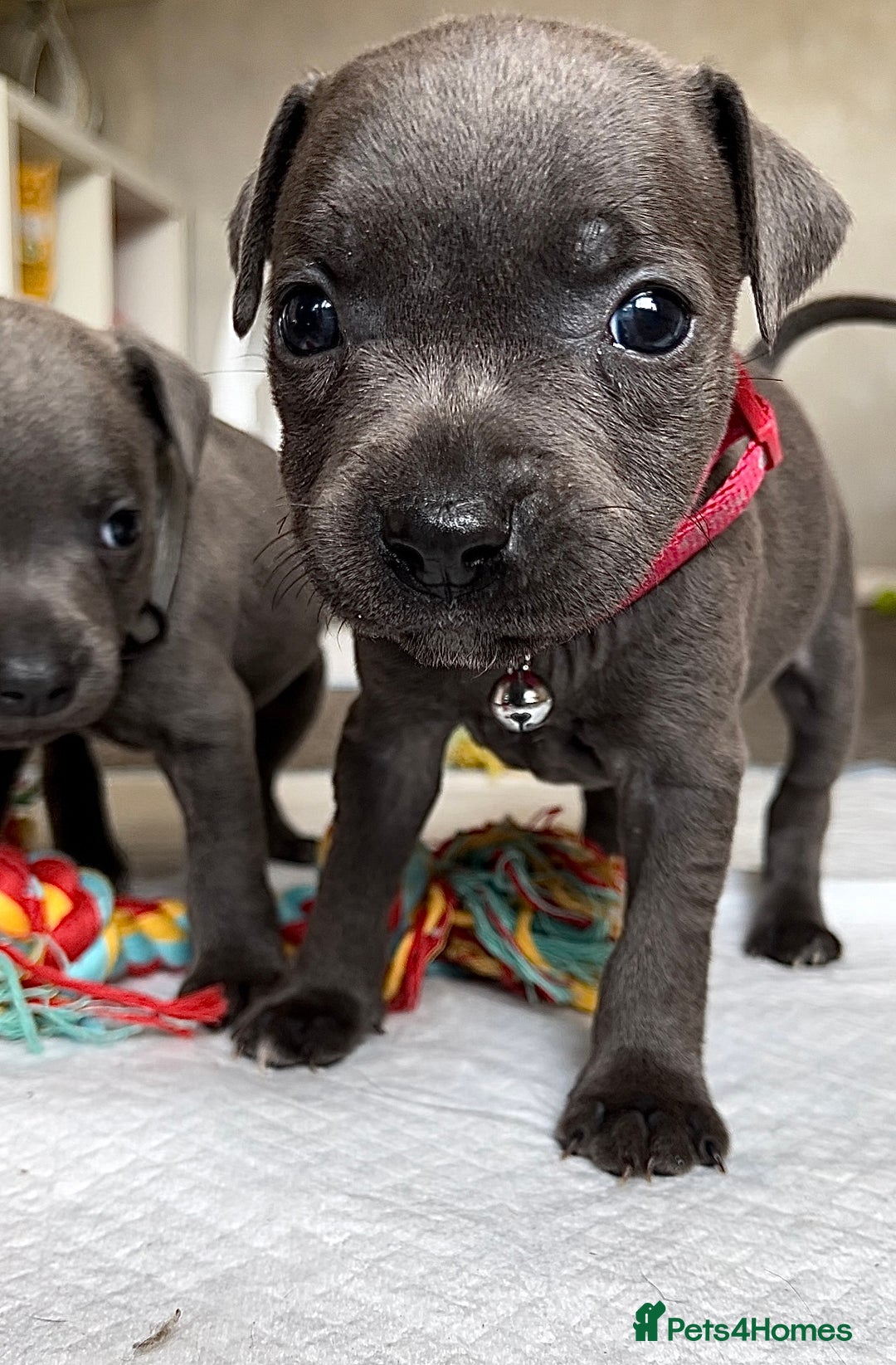 Blue Staffordshire Bull Terrier puppies for sale Pets4Homes