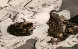 Bengal cats for sale: Snow Lynx, Marble & Brown Rosette Bengals - Image 35