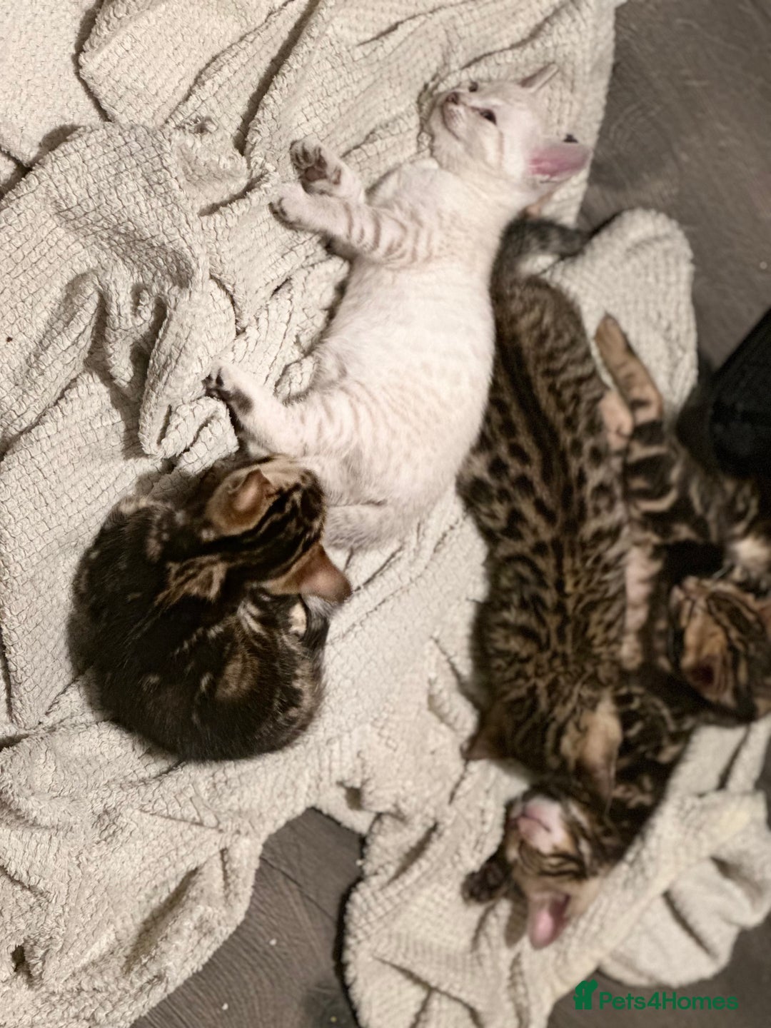 Bengal cats for sale: Snow Lynx, Marble & Brown Rosette Bengals - Image 35