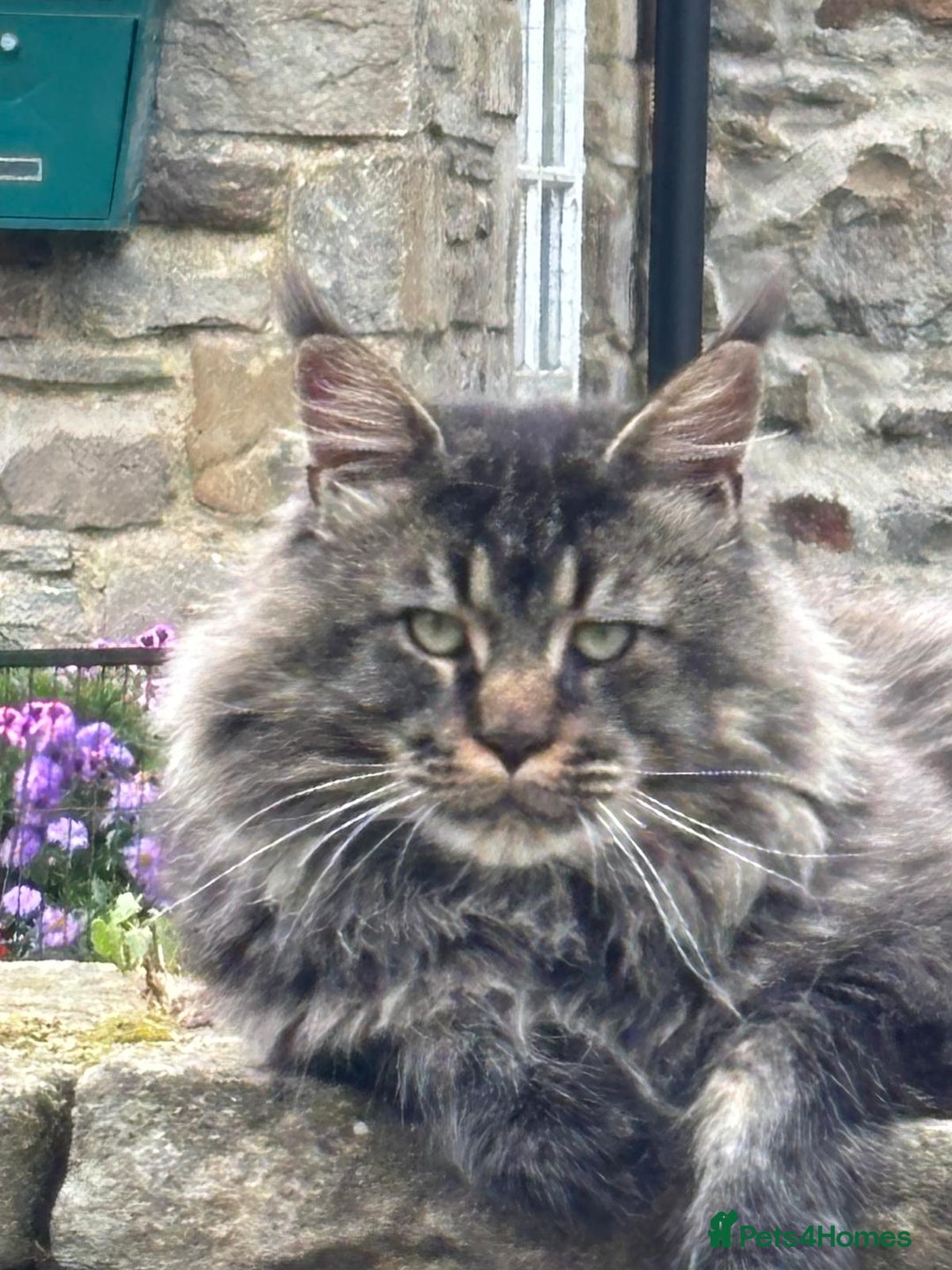 Maine Coon cats for sale: Maine Coon x British Shorthair kittens - Advert 7