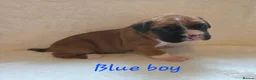 Boxer dogs for sale: Beautiful chunky boxer puppies in Bury Saint Edmunds - Advert 7
