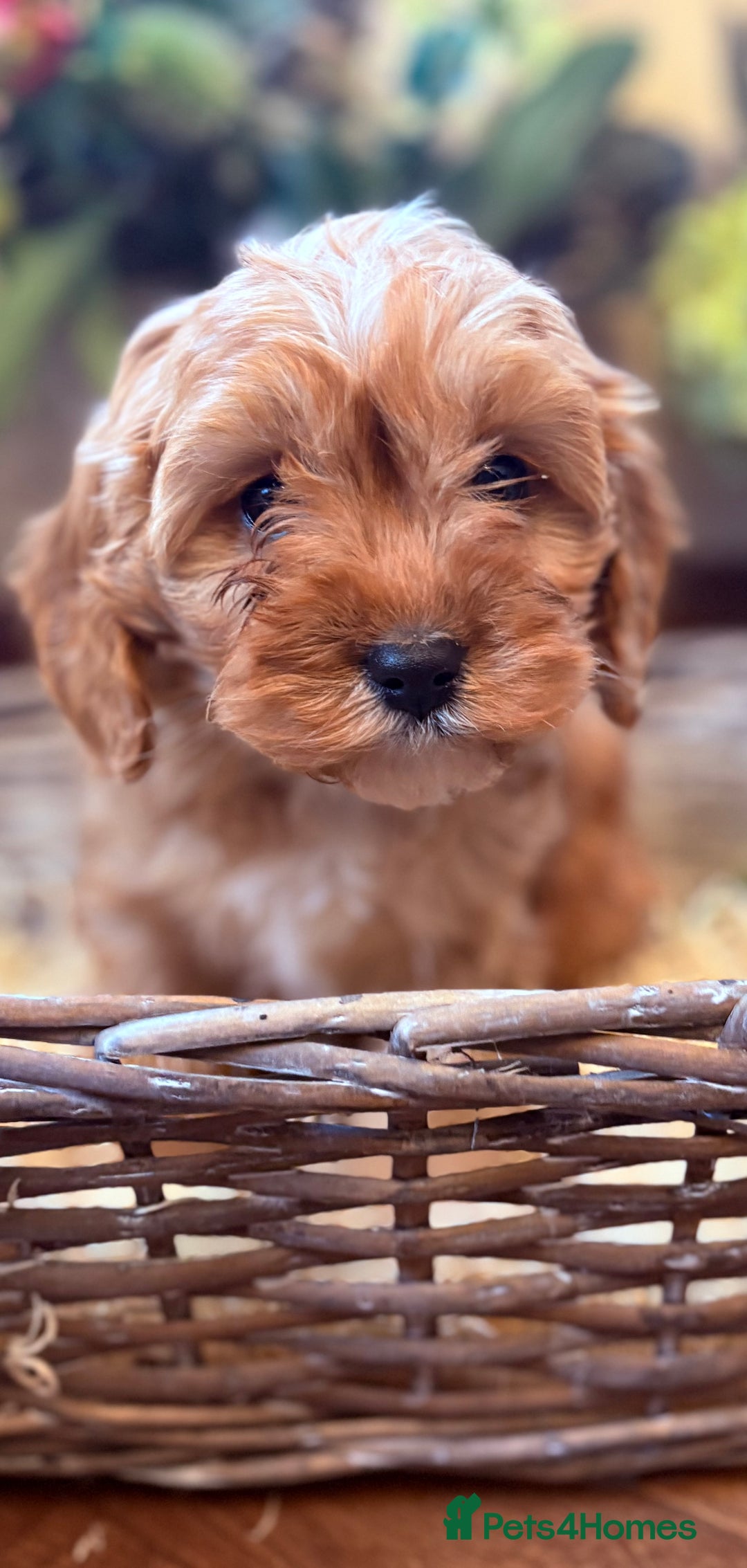 Cavapoo dogs for sale: Health tested toy cavapoo boys - Advert 30