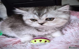 Scottish Fold cats for sale: 💙🩷LAST 2 SCOTTISH KITTENS ✅️TICA reg - Image 23
