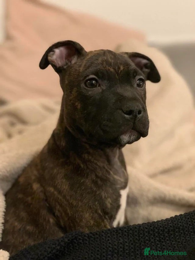 Staffordshire Bull Terrier dogs Staffy puppy - Advert 2