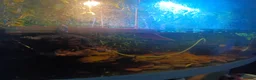 Turtle reptiles for sale: 5 Missisipi turtle for sale - Advert 4