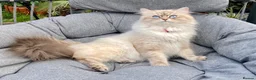 Siberian cats for sale: Siberian Neva Masquerade  - Advert 7