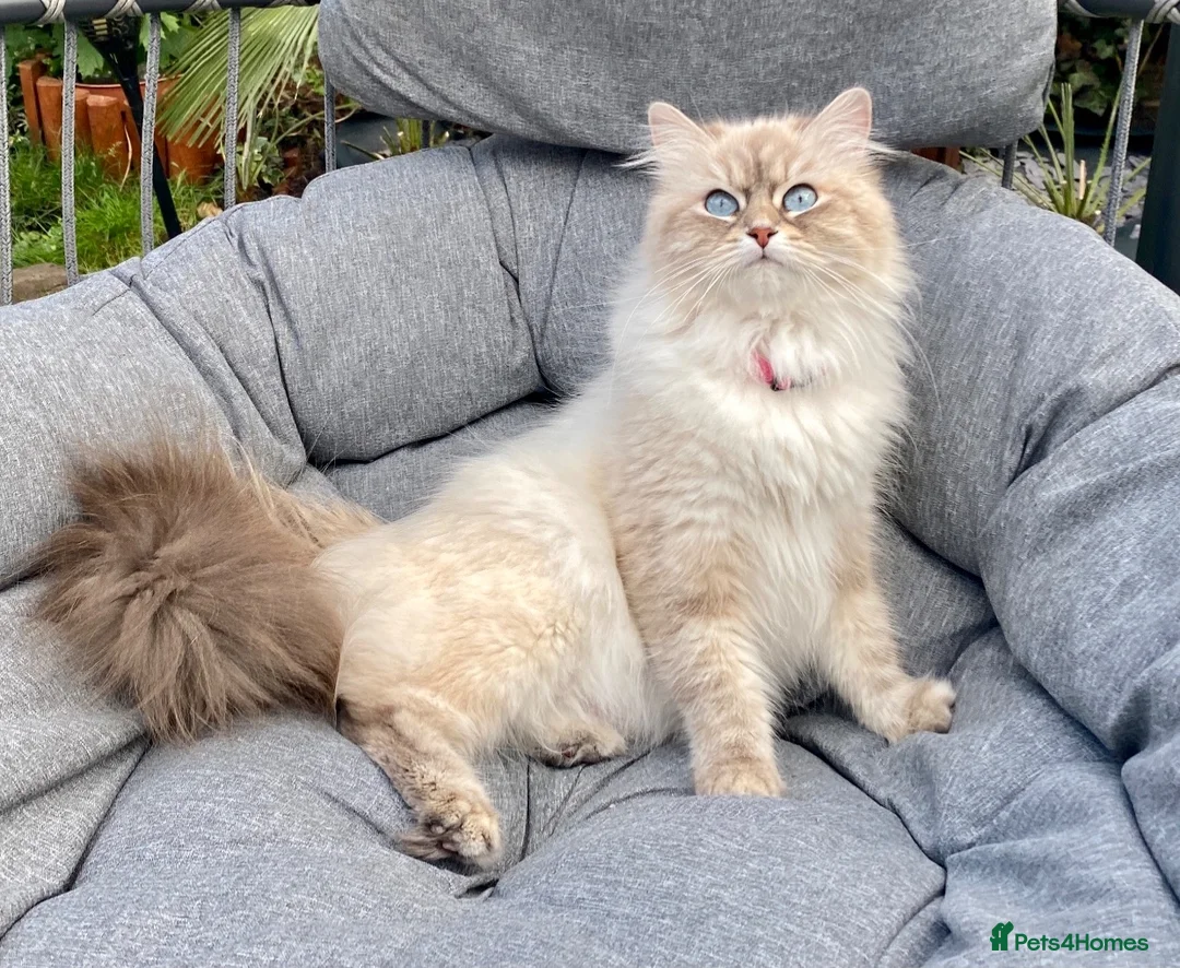 Siberian cats for sale: Siberian Neva Masquerade  - Advert 7